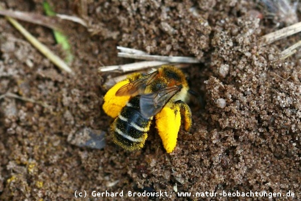 Bild mit Namen zum bestimmen Gelbfüßige Sandbiene (voller Pollen)