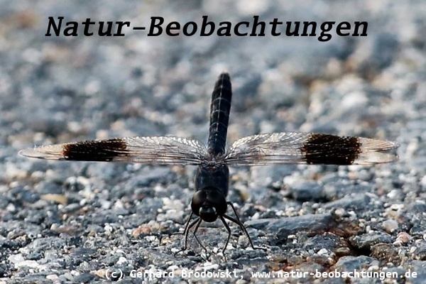 Treuer Kurzpfeil (Brachythemis impartita) - Zur Familie der Segellibellen (Libellulidae) 