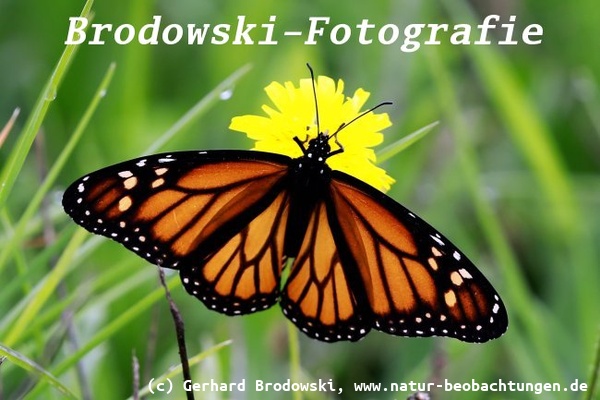 Monarchfalter (Danaus plexippus) - Der Schmetterling gehört zur Familie der Edelfalter