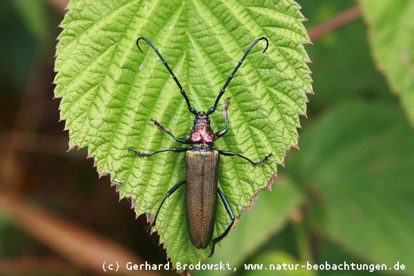 Käfer bestimmen: Insekten im Haus und Garten