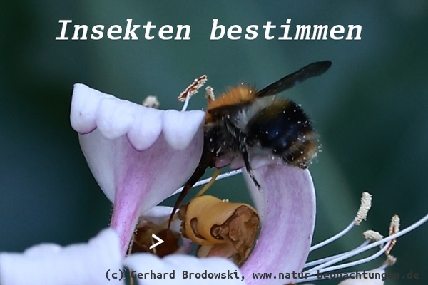 Bild zu Gemeine Pelzbiene - Biene mit Rüssel und Zunge bestimmen
