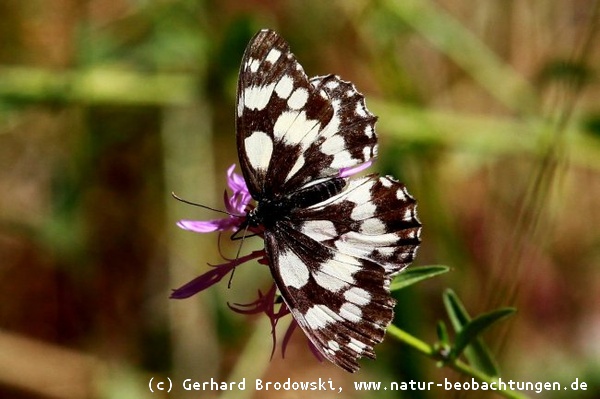 Bild mit Namen zur Bestimmung vom Schachbrettfalter / Melanargia galathea