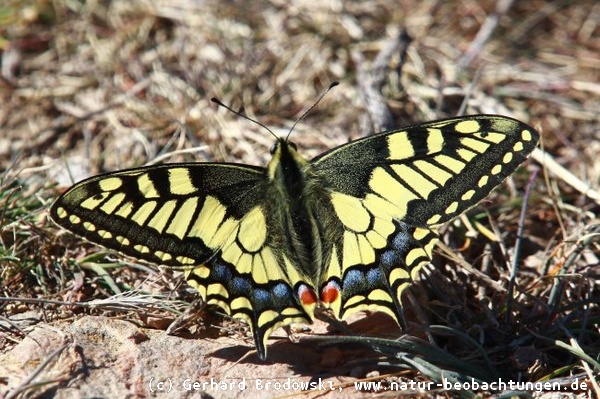 Bild mit Namen zur Bestimmung vom Schwalbenschwanz / Papilio machaon