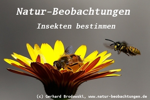 Bild zu Deutsche Wespe greift Schwebfliege an