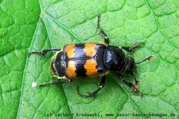 Bild mit Namen zur Bestimmung Gemeiner Totengräber (Käfer) / Nicrophorus vespillo