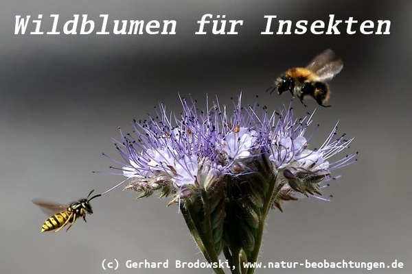 Büschelblume für Insekten