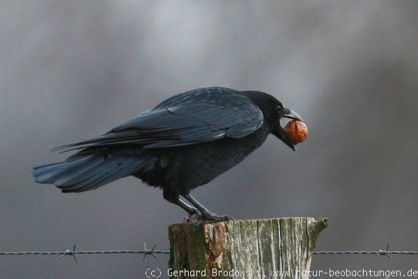 Intelligente Krähe - Intelligenz der Krähen, Bilder - Natur Beobachtungen