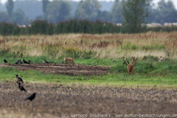 Tierversammlung