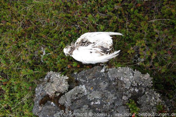 Beutereste von einem Alpenschneehuhn im Winterkleid