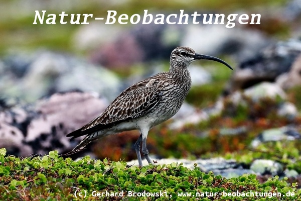 Vogelbeobachtungen auf Island - Regenbrachvogel