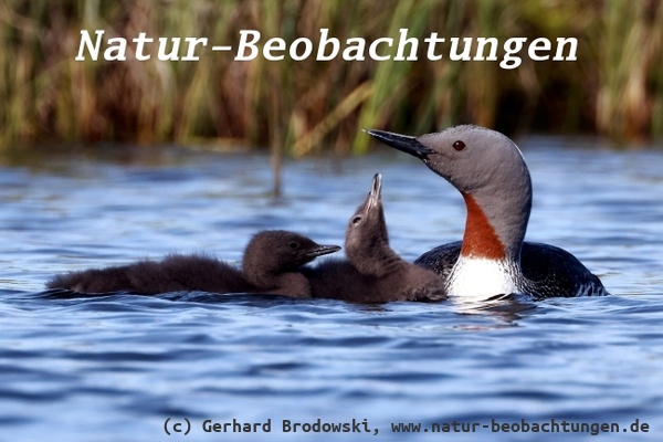 Vogelbeobachtungen auf Island - Sterntaucher