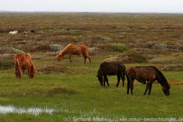 Islandpferde im Hochmoor