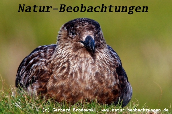 Vogelbeobachtungen auf Island - Skua