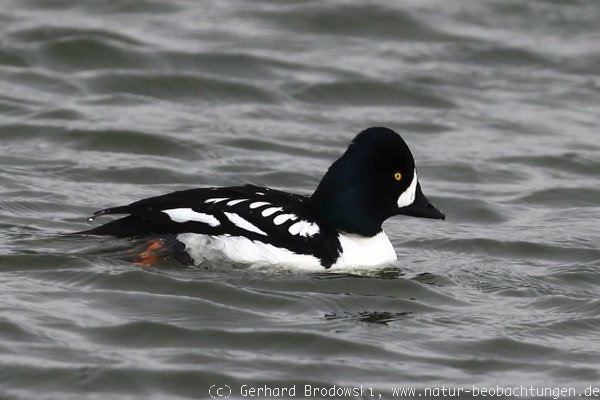 Vogelbeobachtungen auf Island - Spatelente Männchen 