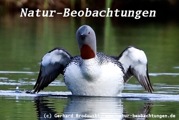 Vogelbeobachtungen auf Island - Sterntaucher