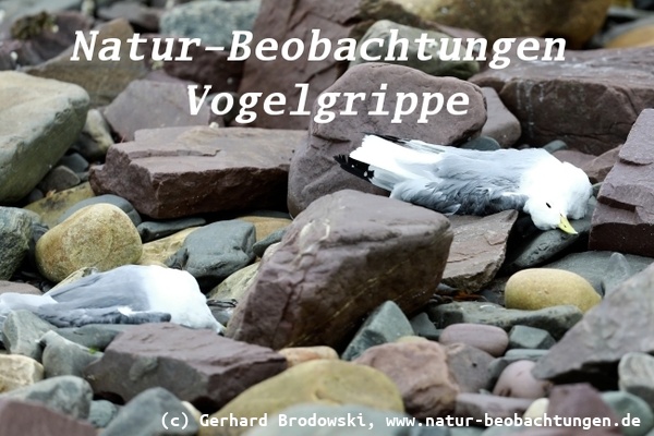 Vogelgrippe auf Island  