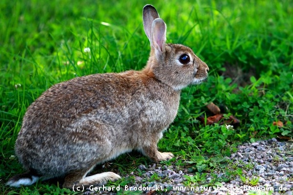 Aussehen Kaninchem - Unterschied zwischen Hase und Kaninchen