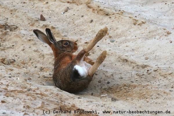 Hase nimmt ein Sandbad um sein Fell zu reinigen