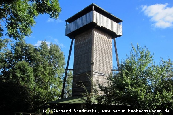 Aussichtsturm Freesdorf: Kranich und Gänse Beobachtungen