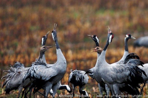 Kraniche beobachten in der Natur 