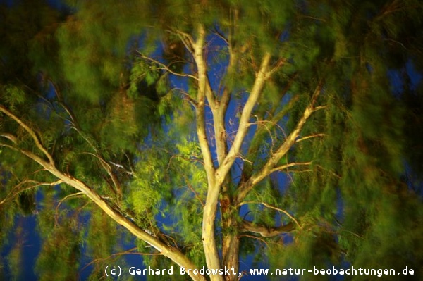 Eukalyptusbaum mit Zwergohreule