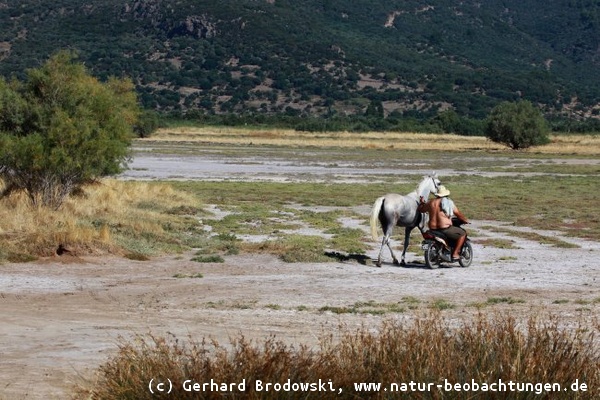 Ein Bauer bringt sein Pferd zum Golf von Kalloni zum schwimmen