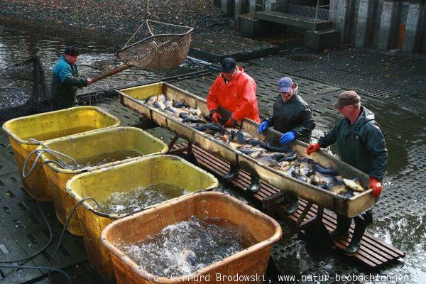 Abfischen der Lewitzer Fischteiche immer am ersten Novemberwochenende 