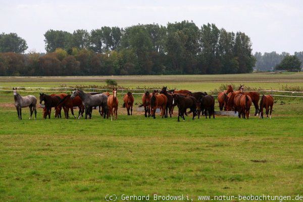 Pferde im Landschaftsschutzgebiet der Lewitz