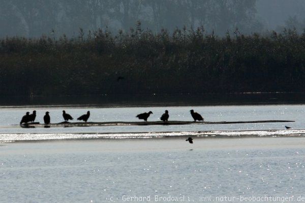 Seeadler in der Lewitz beobachten