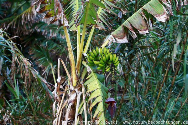 Bananenplantage 