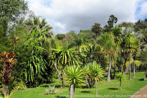 Botanischer Garten von Funchal 