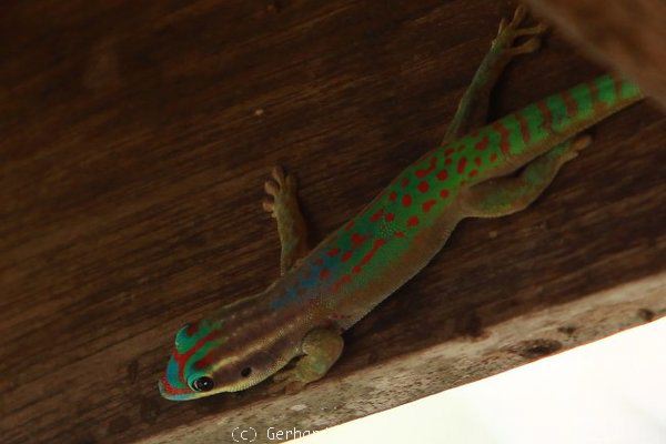 Mauritius Ornate Day Gecko - Phelsuma ornata