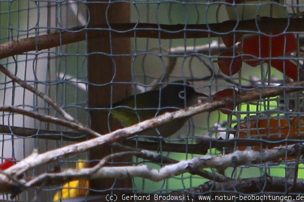 Mauritius-Brillenvogel (Zosterops chloronothos)