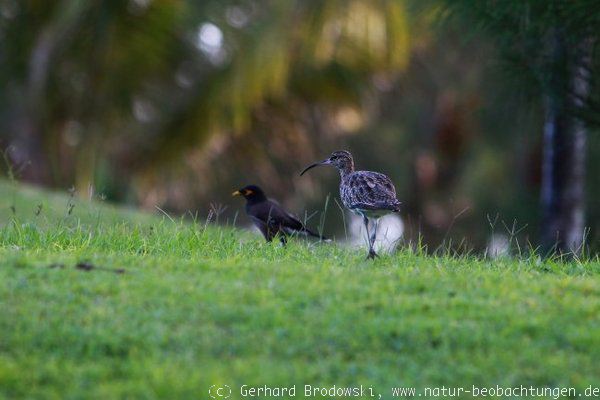 Regenbrachvogel auf einem Golfplatz beobachten
