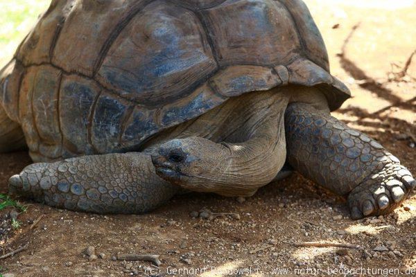 Riesenschildkröte - Tiere auf Mauritius