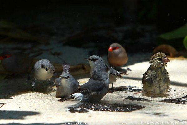 Einheimische Vögel beim Baden beobachten