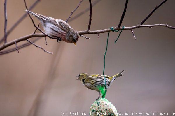 Birkenzeisig und Erlenzeisig am Knödel