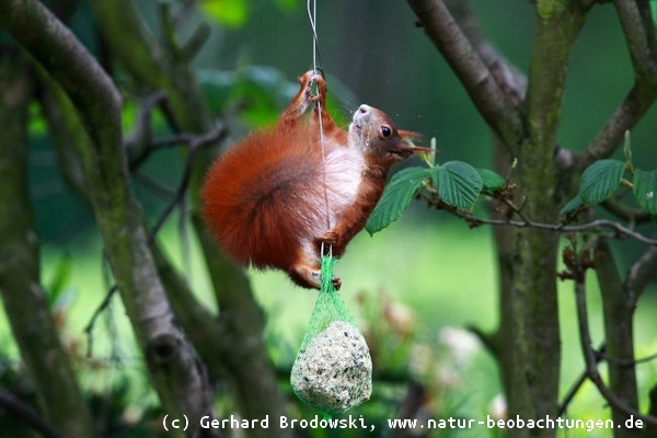 Das Eichhörnchen: Erstmal den Abstand messen