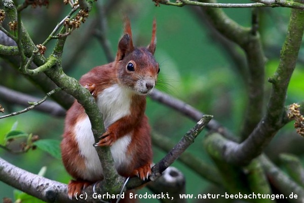 Das Eichhörnchen: Wie kommt man an den Meisenknödel?