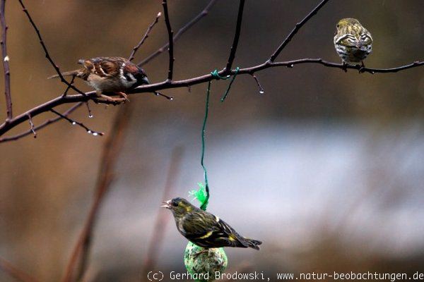 Feldsperling und Erlenzeisige