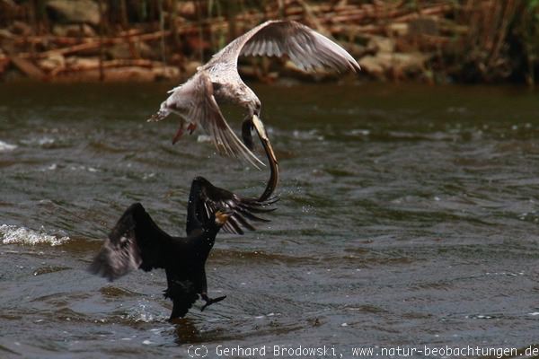 Kormoran kämpft um seinen Aal