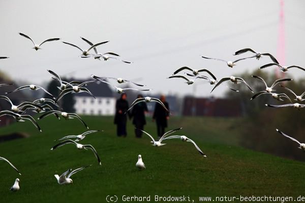 Sturmmöwen auf der Elbinsel Wilhelmsburg am Deich vom NSG Heuckenlock 
