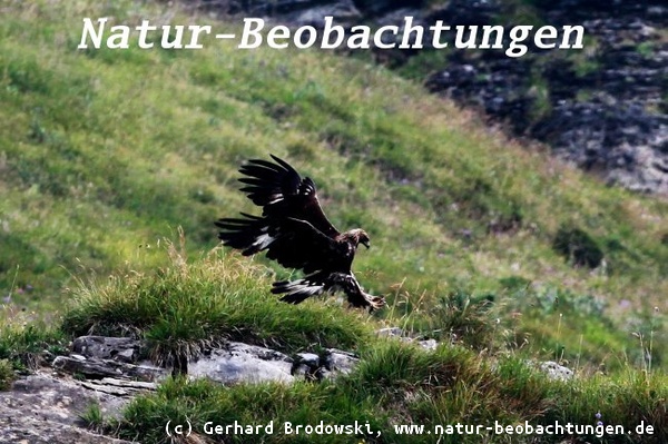 Steinadler Feind vom Murmeltier