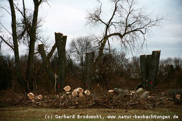 Sinnloses Bäume fällen im NSG Rhee in Hamburg