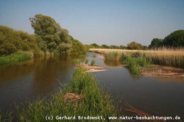 Naturschutzgebiet Heuckenlock in Hamburg Moorwerder