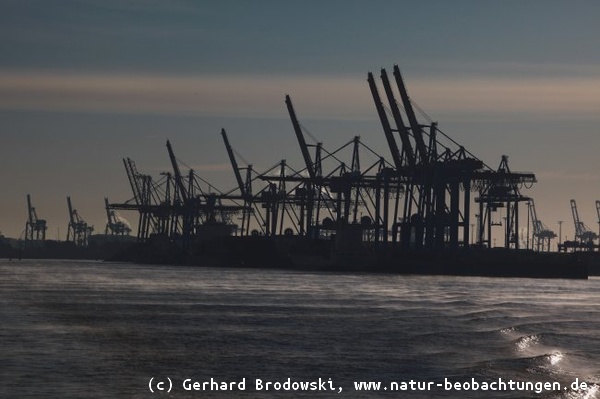 Hamburger Industriegebiet - Vögel brüten auf Hafenkränen