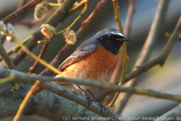 Gartenrotschwanz Vogel des Jahres 2011