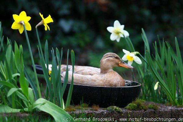 Stockente in der Bratpfanne