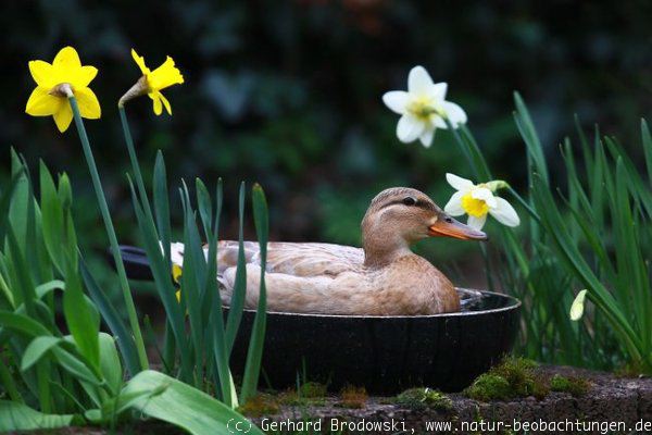 Stockente in der Bratpfanne