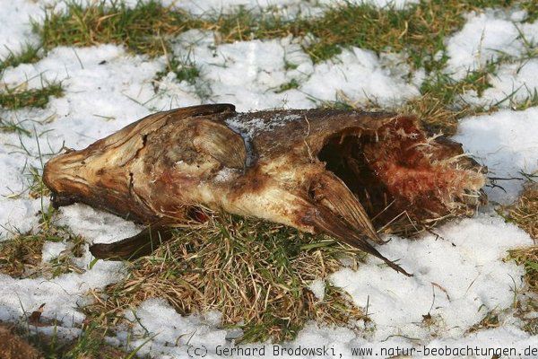 Tote Fische auf den Kirchdorfer Wiesen in Hamburg